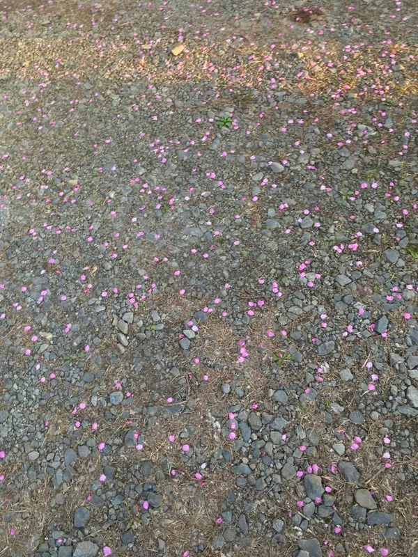桜に心を奪われましたの写真 4
