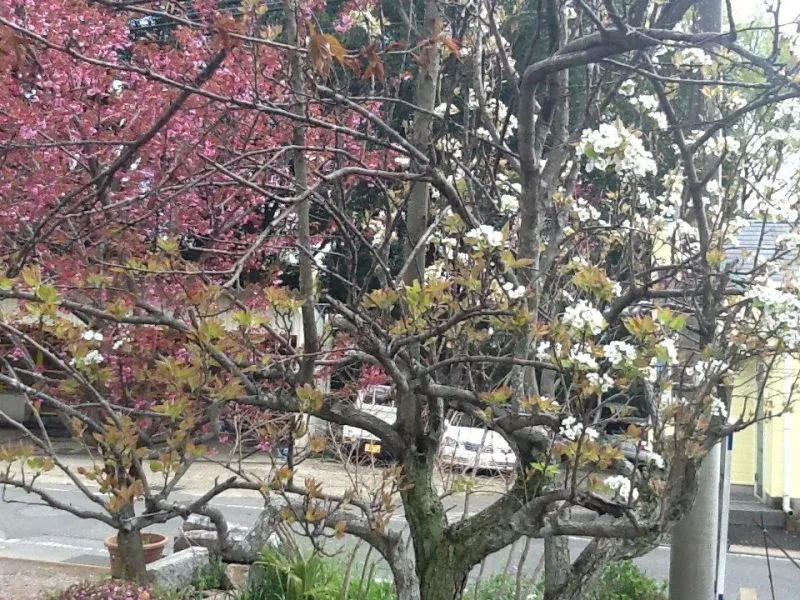 梨の花が咲き始めました。の写真 1