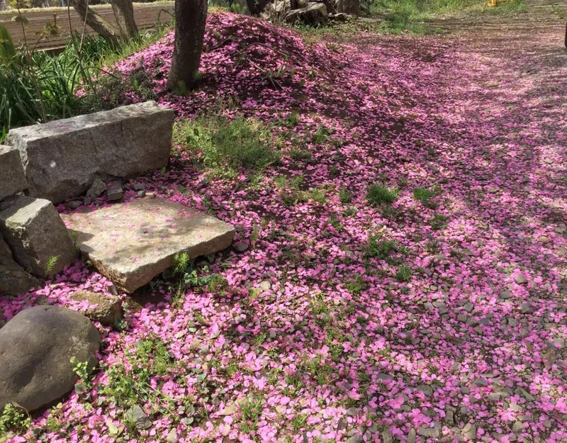 桜は「陽光」ですの写真 3