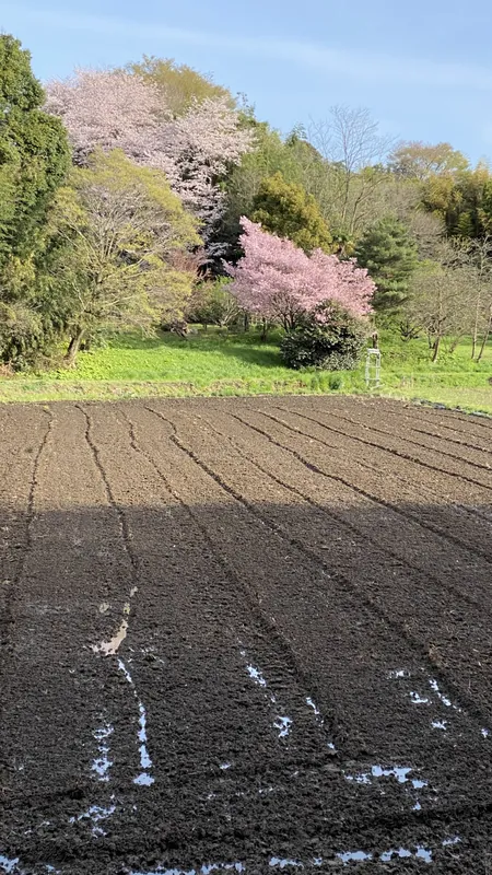 桜が好きだの写真 2