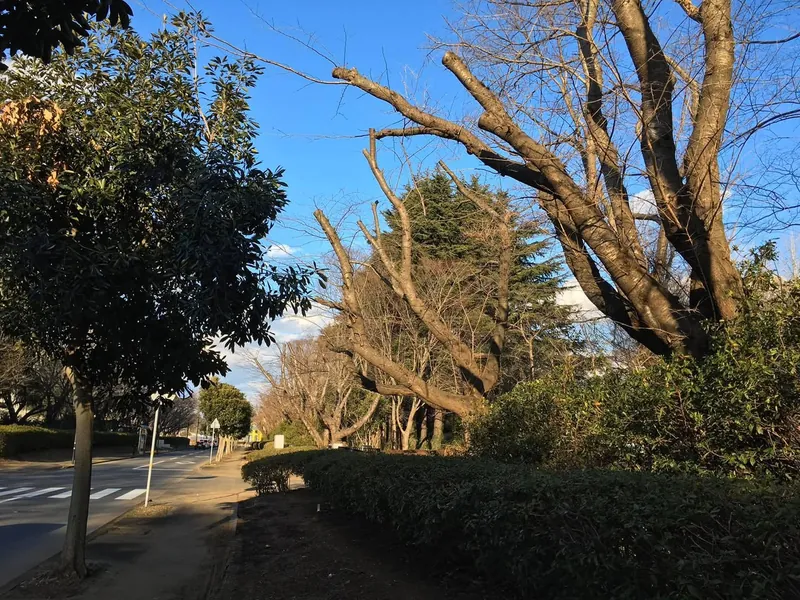 サクラ切る馬鹿の写真 2