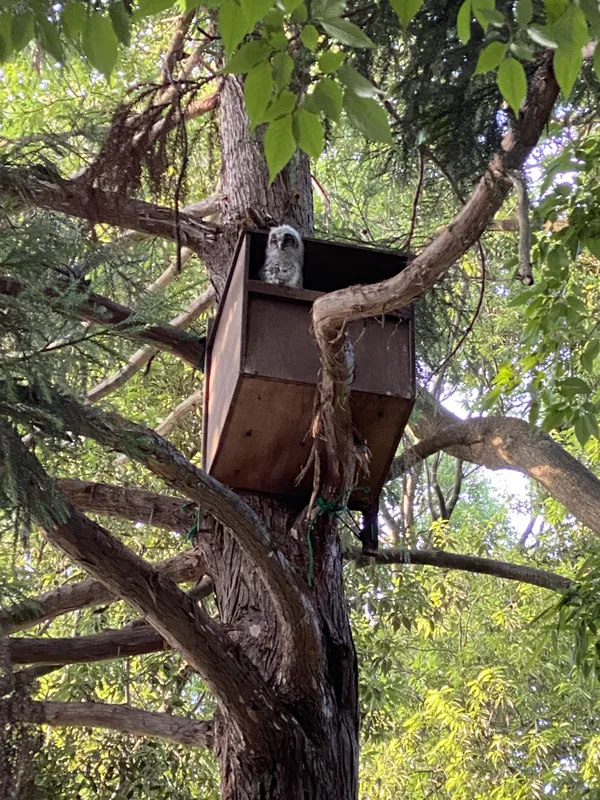 フクロウの巣立ちの写真 1