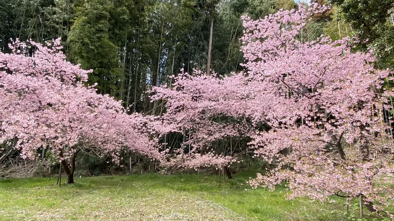 河津桜🌸が見ごろですの写真 1