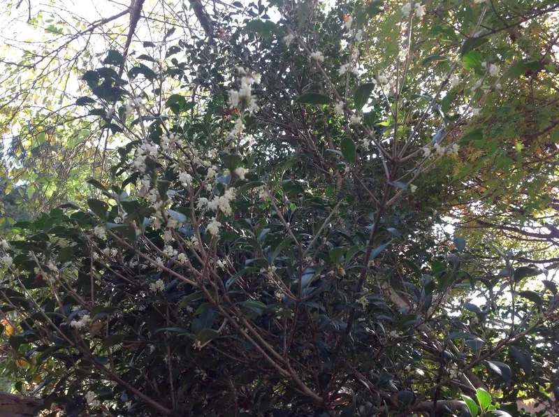 柊の花の写真 1