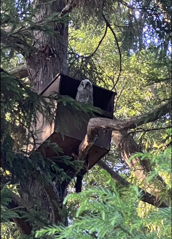 フクロウの巣立ちの写真 2