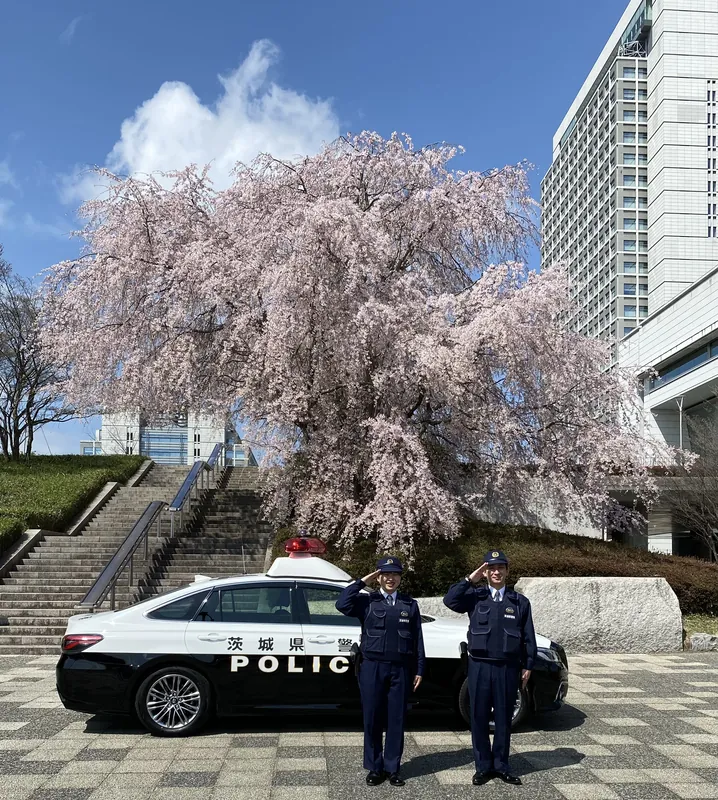 桜と招かざる客の写真 1