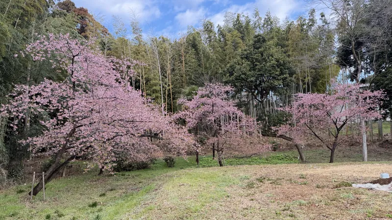 河津桜🌸が見ごろですの写真 1