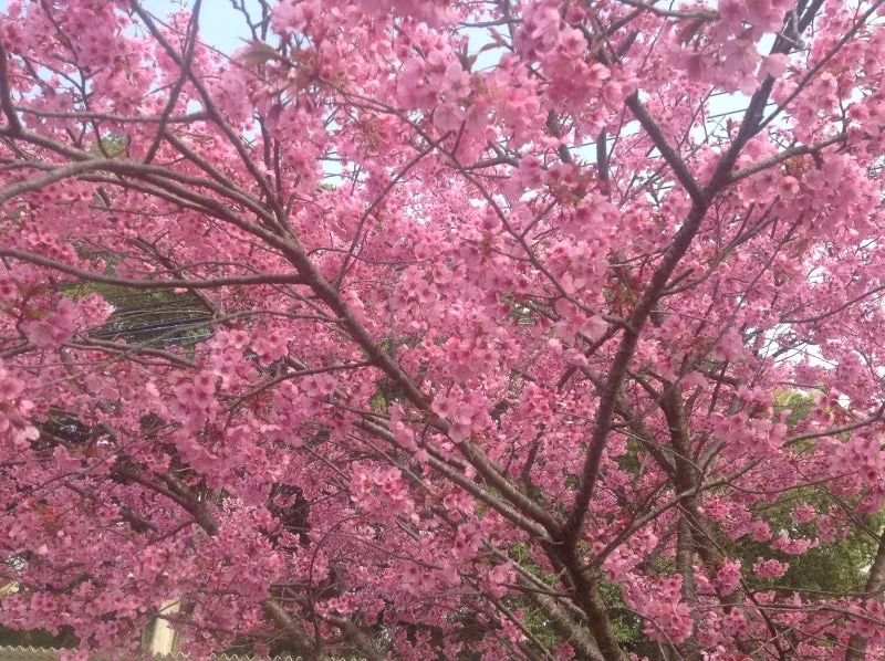 さくら、さくら、桜だいすきの写真 1