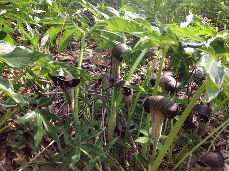 ウラシマ草の群生の写真 3