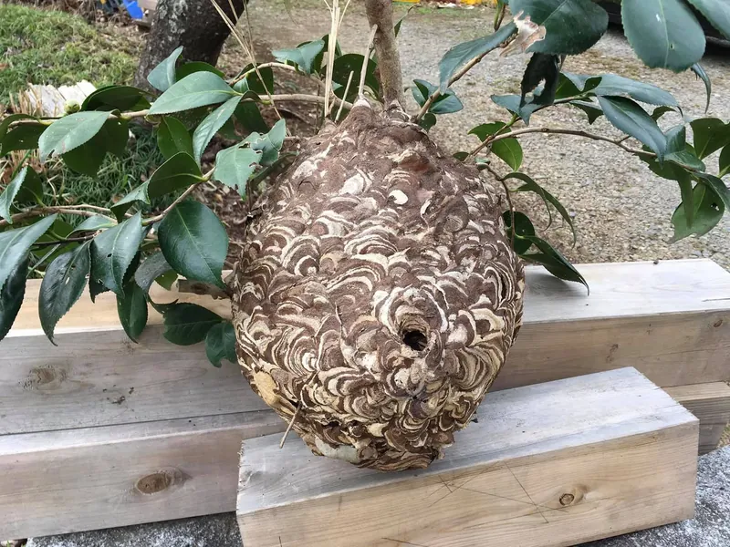 スズメバチの巣の写真 2