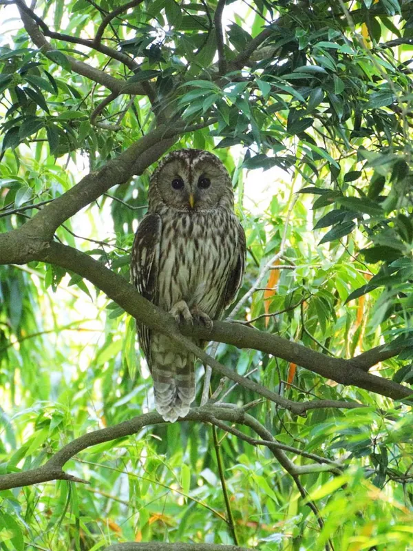 我が家のフクロウの写真 2