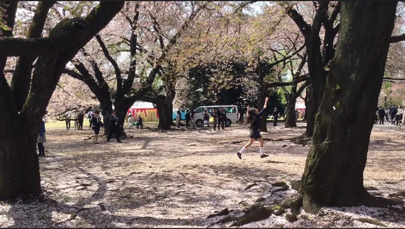 桜の花びらには山の神が宿るの写真 2
