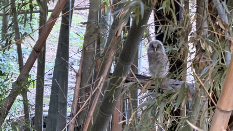 フクロウ日記　その⑪の写真 1