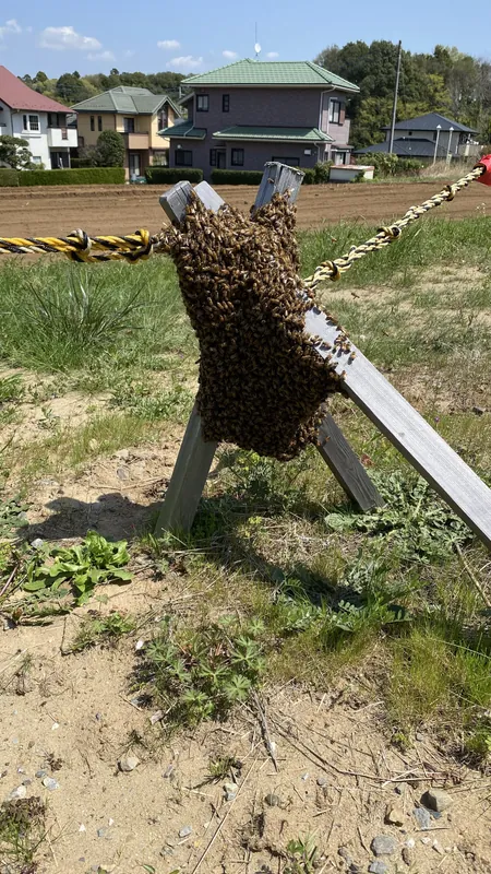 ミツバチの分蜂の写真 1
