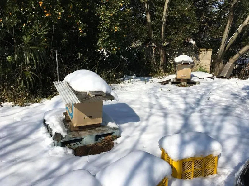 大雪とミツバチの写真 1