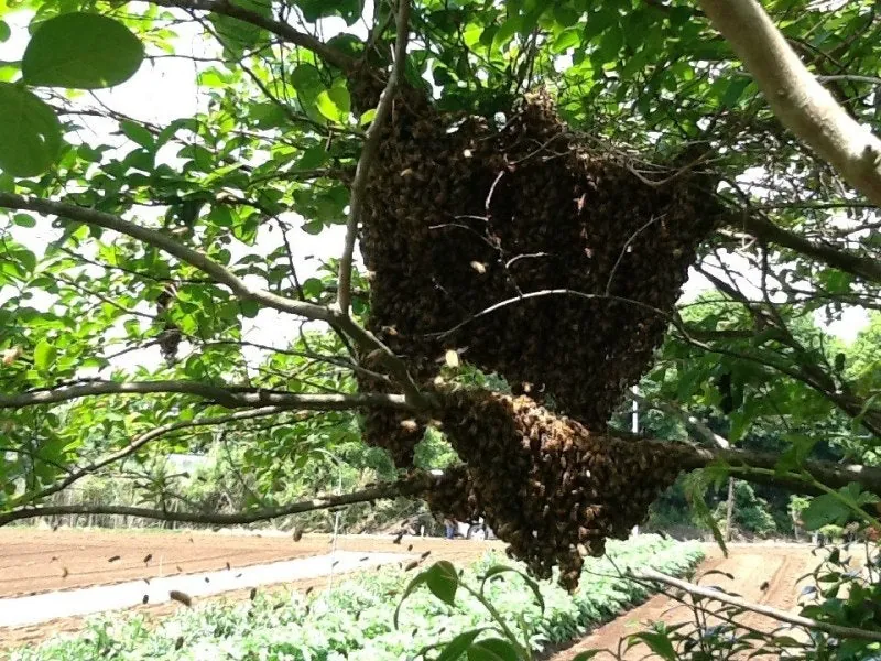 ミツバチの分蜂。(写真を追加しました)の写真 3