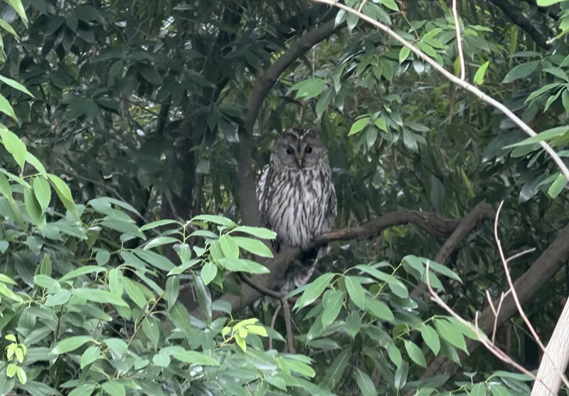 フクロウ日記　その⑮の写真 1