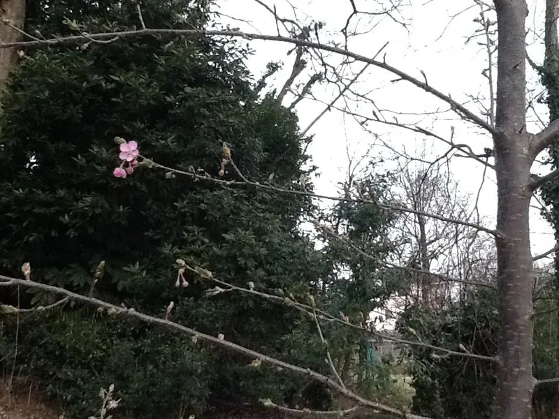 我が家の河津桜の写真 1