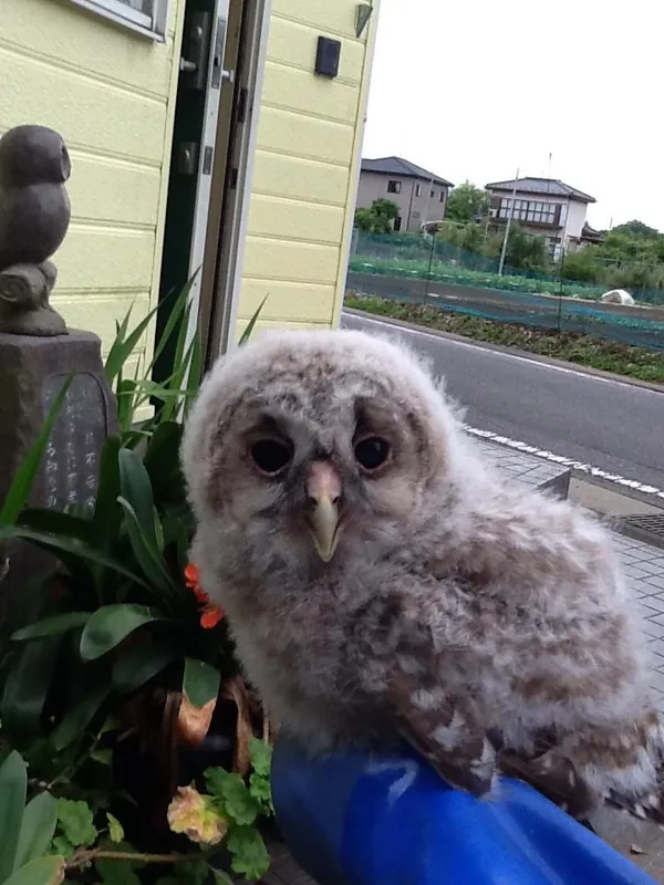 フクロウの巣立ち。 森に帰った。