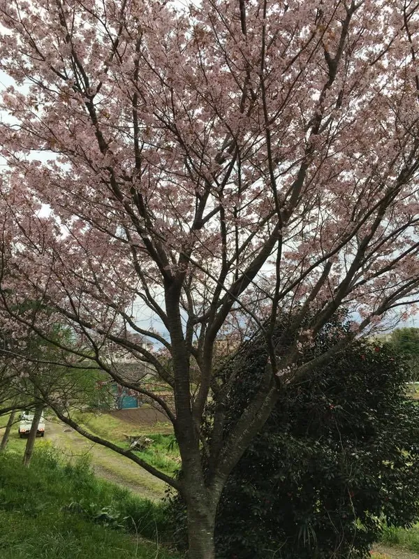 我が家の桜も見事ですの写真 2