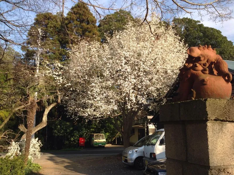 コブシから桜へそっと季節の移ろいの写真 1