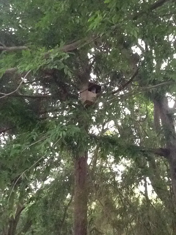 フクロウのひな、巣立ちも間近。の写真 3