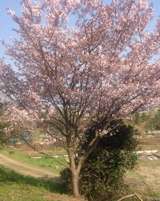 さくら、さくら、桜だいすきの写真 8