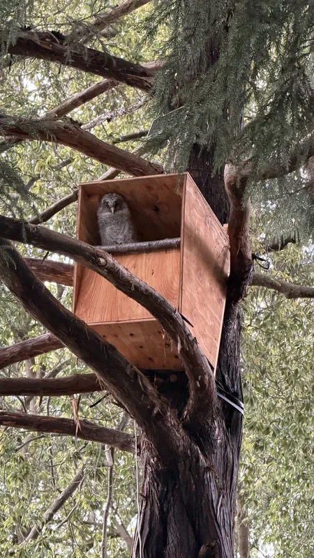 フクロウ日記　その⑩の写真 1