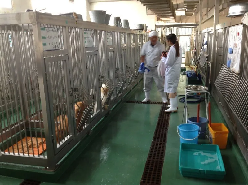 元気付けられた事。 左二頭めの白い犬がたった今、飼い主に引き取られて帰還した