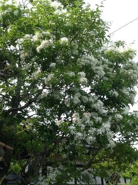 庭の花、あれこれ。の写真 4