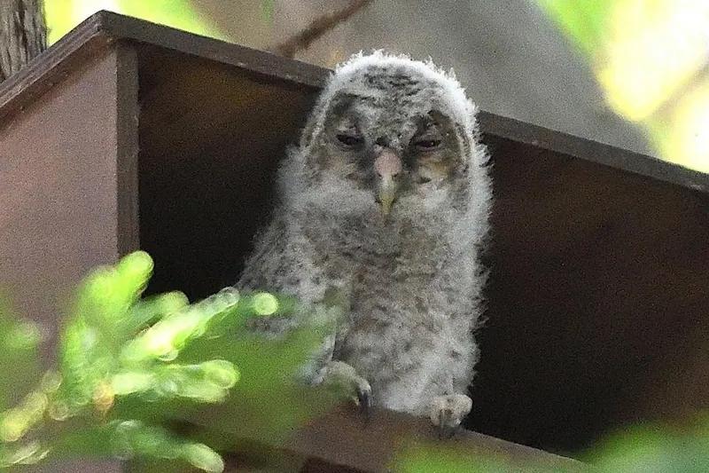 我が家のフクロウの写真 1