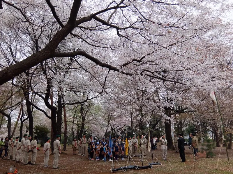 空いっぱいが桜の花の写真 5
