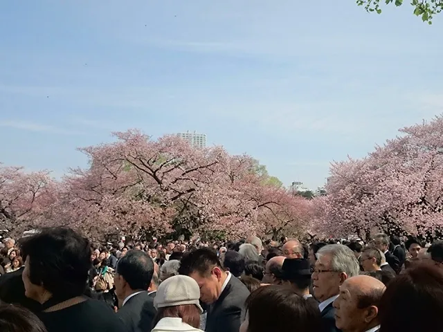 桜を見る会の写真 5