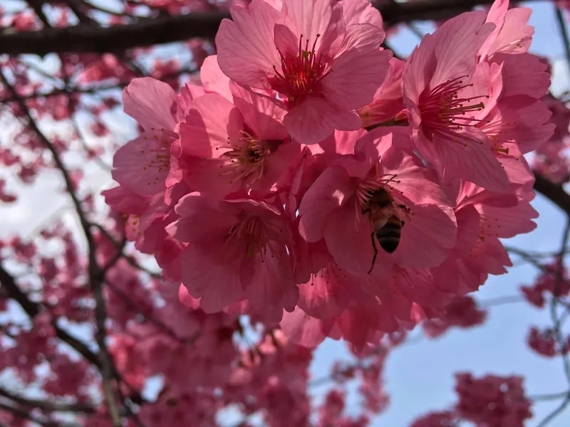 桜の蜜の写真 2