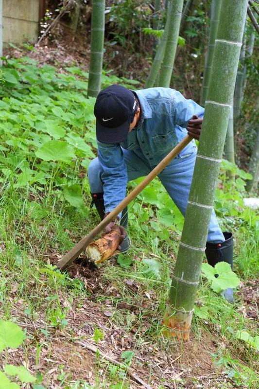 タケノコ掘りの写真 1