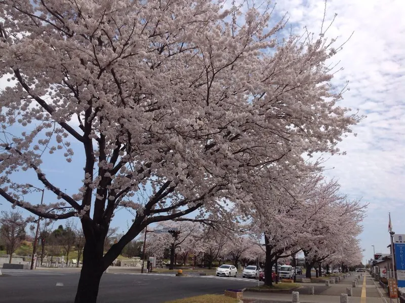 桜に血が騒ぐの写真 3