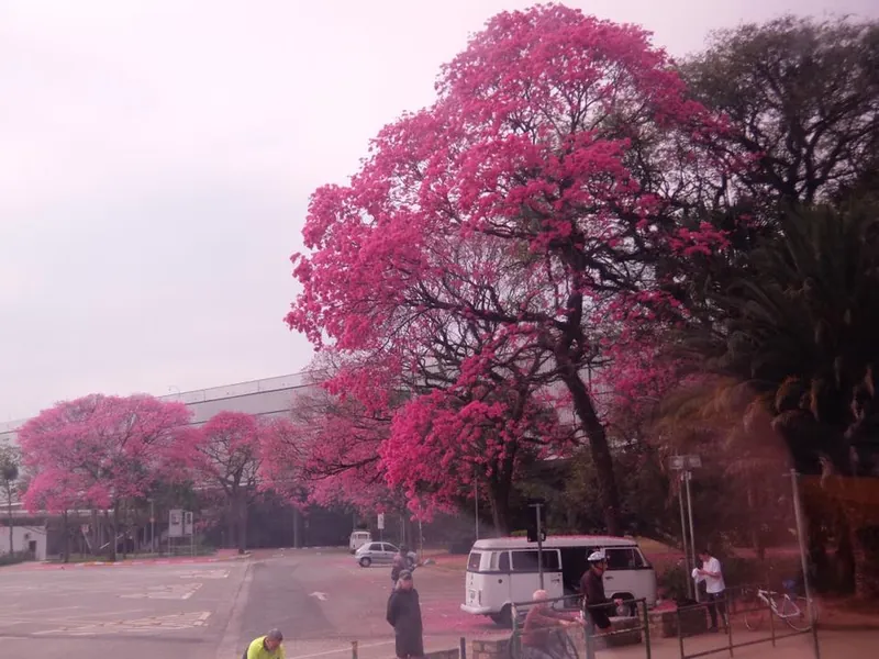 桜の花とイぺの花　ブラジルそのⅢの写真 1