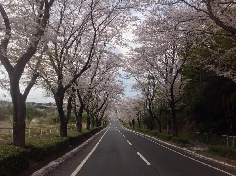 桜に血が騒ぐの写真 2