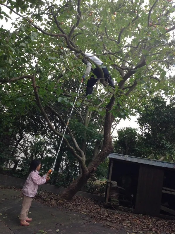 我が家の柿は当たり年ですの写真 1
