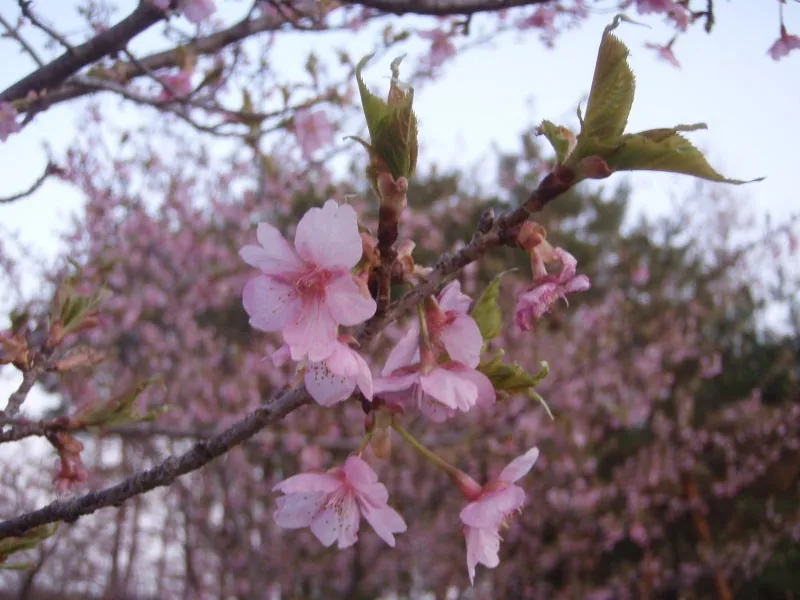 河津桜の画像をお届けします。の写真 5