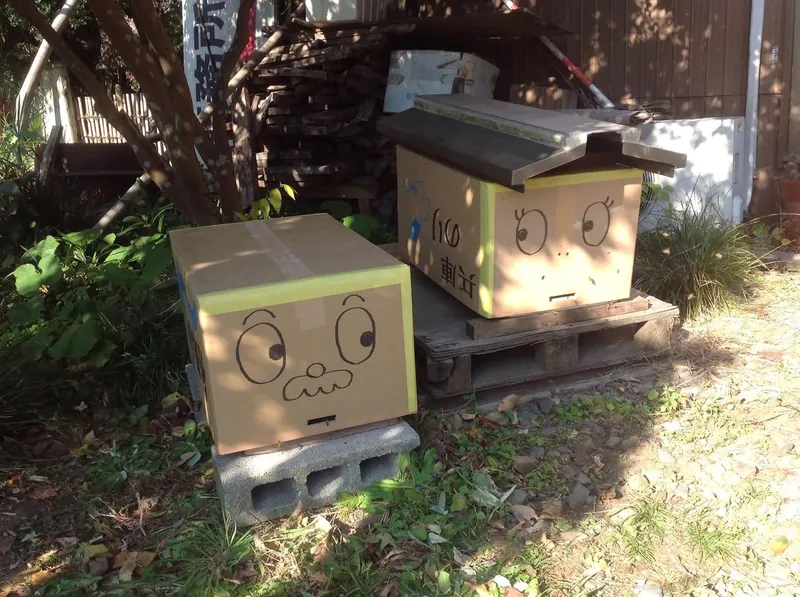 ミツバチのダンボールハウスの写真 6