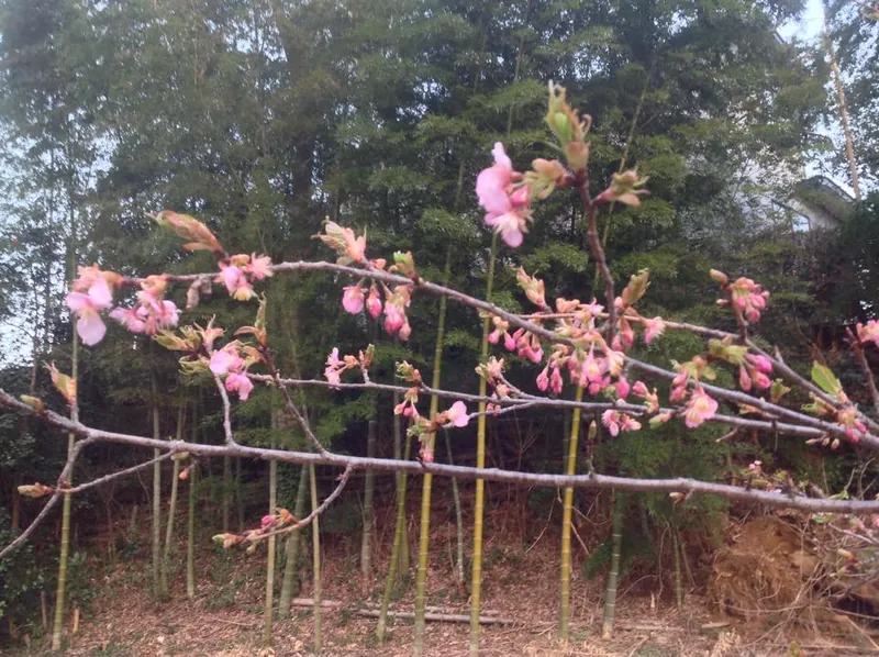 河津桜が開花しましたの写真 1