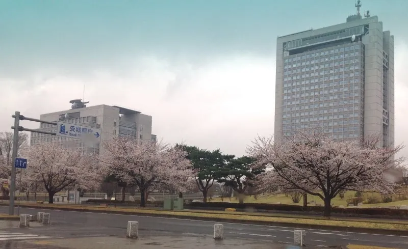 雨の県庁は桜が満開でした 4月3日。