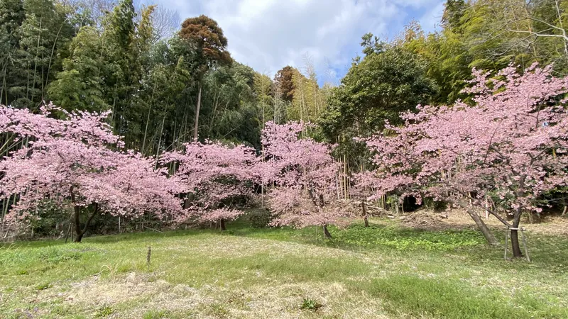 河津桜🌸が見ごろですの写真 2