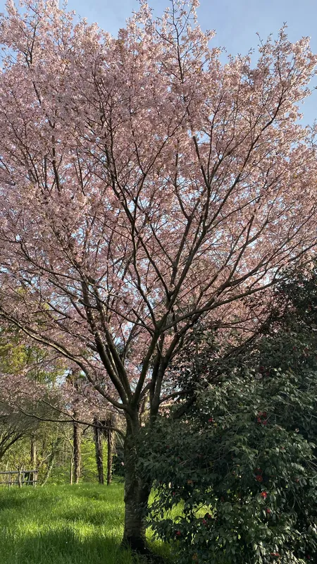 桜が好きだの写真 1