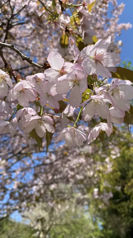 さくら🌸です。の写真 2