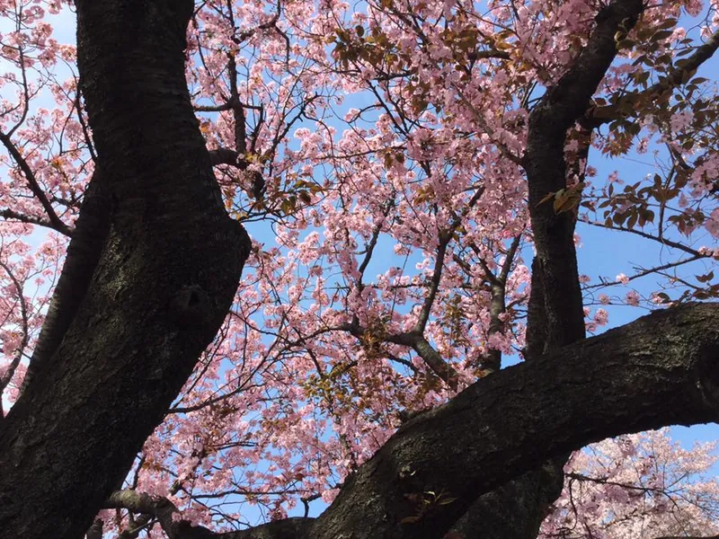花ふぶきの写真 1