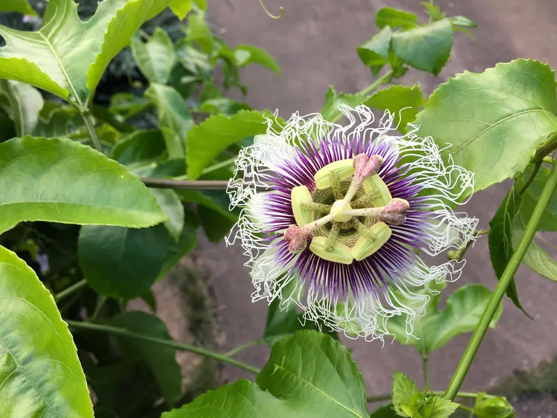 パッションフルーツの花がもう一つ咲きました。の写真 1