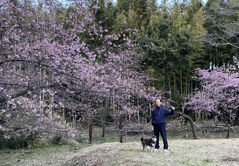 河津桜が見頃ですの写真 1