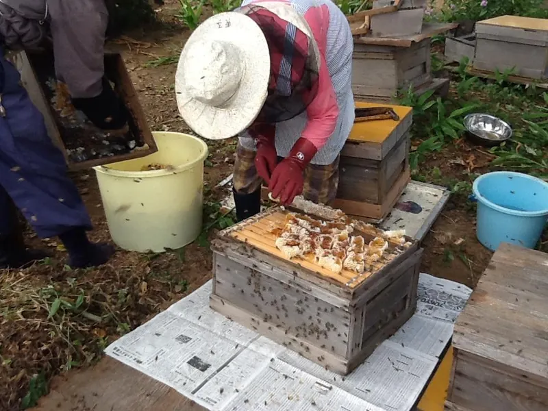 日本ミツバチの採蜜の写真 5
